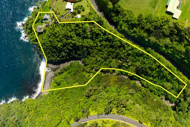 a picture of a plant