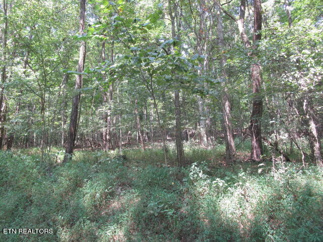 Cabbage Road Blaine, TN 37709 - Photo 3 of 3 IMG_4075