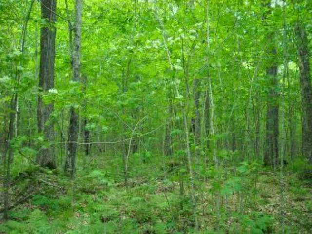 Off Aspen Lane Phillips, WI 54555 - Photo 1 of 1 Gallery Image 1
