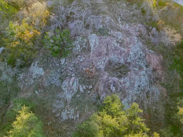 a view of a forest that has a tree
