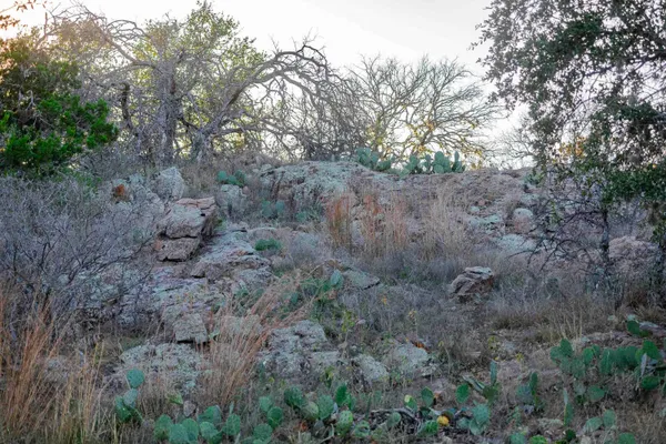 a view of a forest with trees in the background