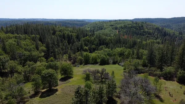 a view of a lush green forest with trees