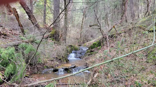 a view of a yard with plants and trees