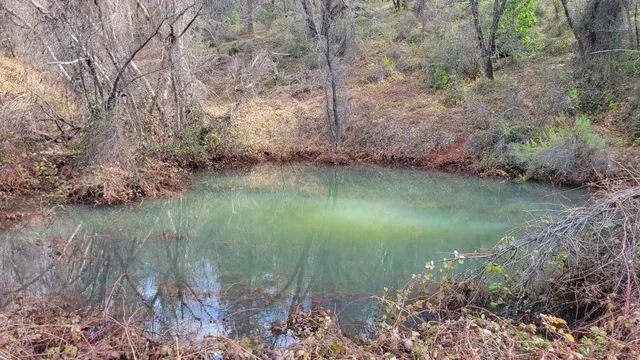 a view of a forest filled with trees