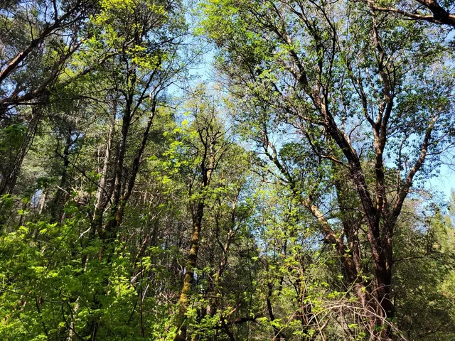 a view of a forest with a street