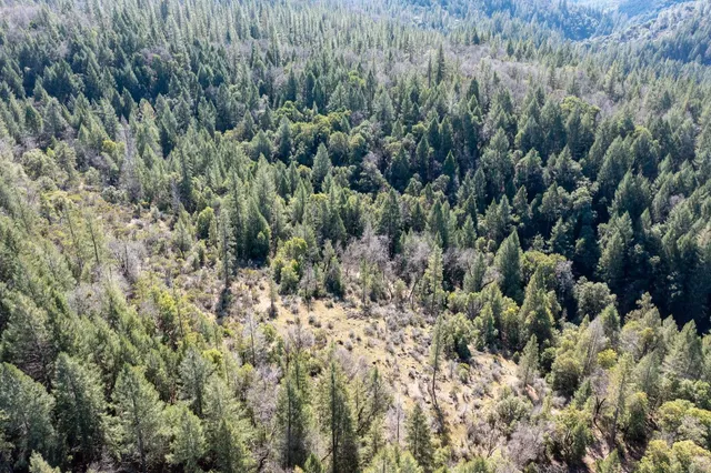a view of a forest with a wooden fence