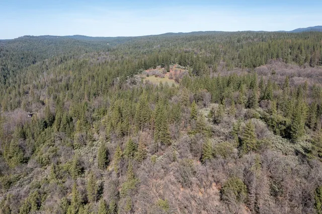 a view of a forest with a mountain in the background