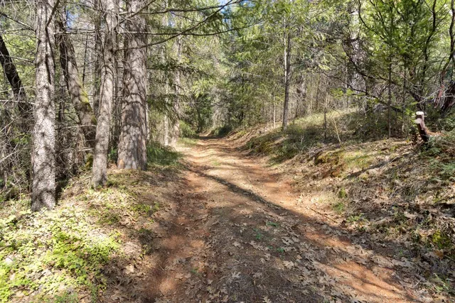 a view of a forest with large trees