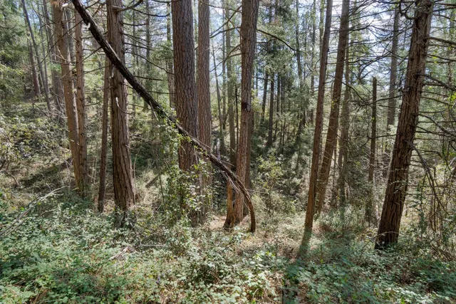 a view of a forest with a tree