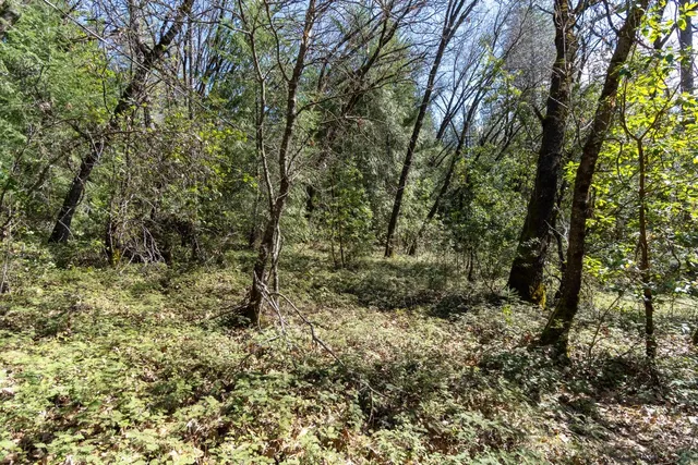 a view of yard with large trees