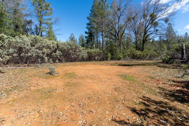 a view of a forest filled with trees