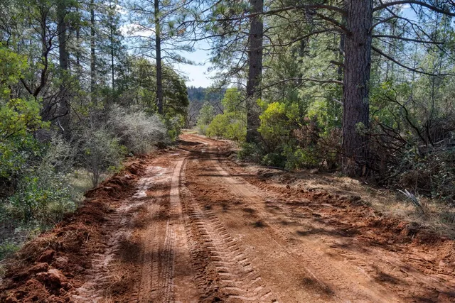 a view of a dry yard with trees