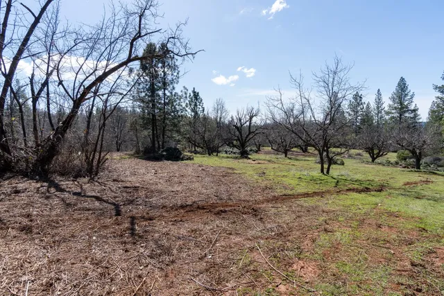 a big yard with lots of green space and deers