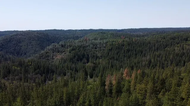 a view of a lush green forest with mountains in the background