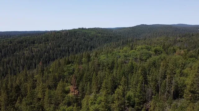 a view of a lush green forest with mountains in the background