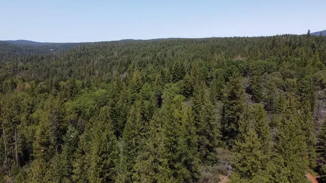 a view of a lush green forest with mountains in the background