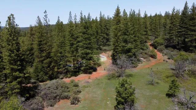 a view of a forest with trees in front of house