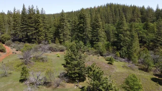 a view of a forest with trees