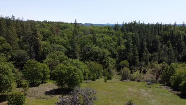 a view of a forest with a forest