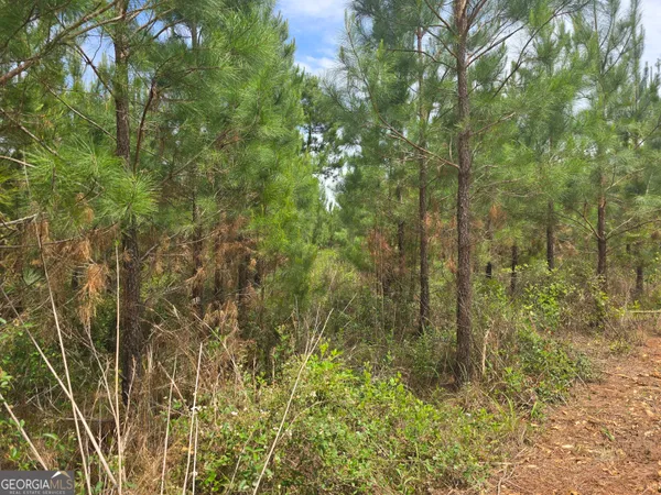 a view of a forest