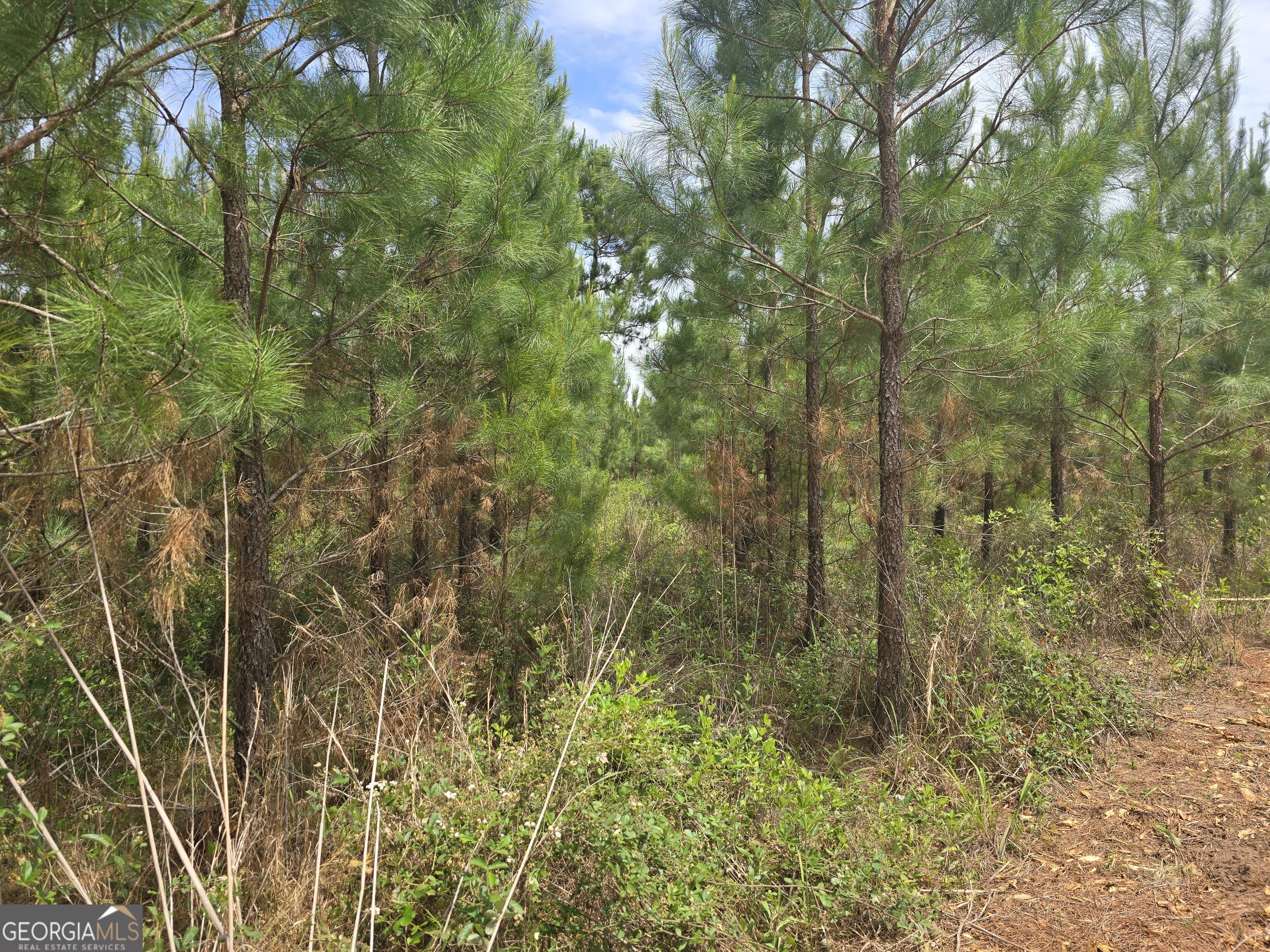35 Beckwith Road Ellaville, GA 31806 - Photo 3 of 6 a view of a forest