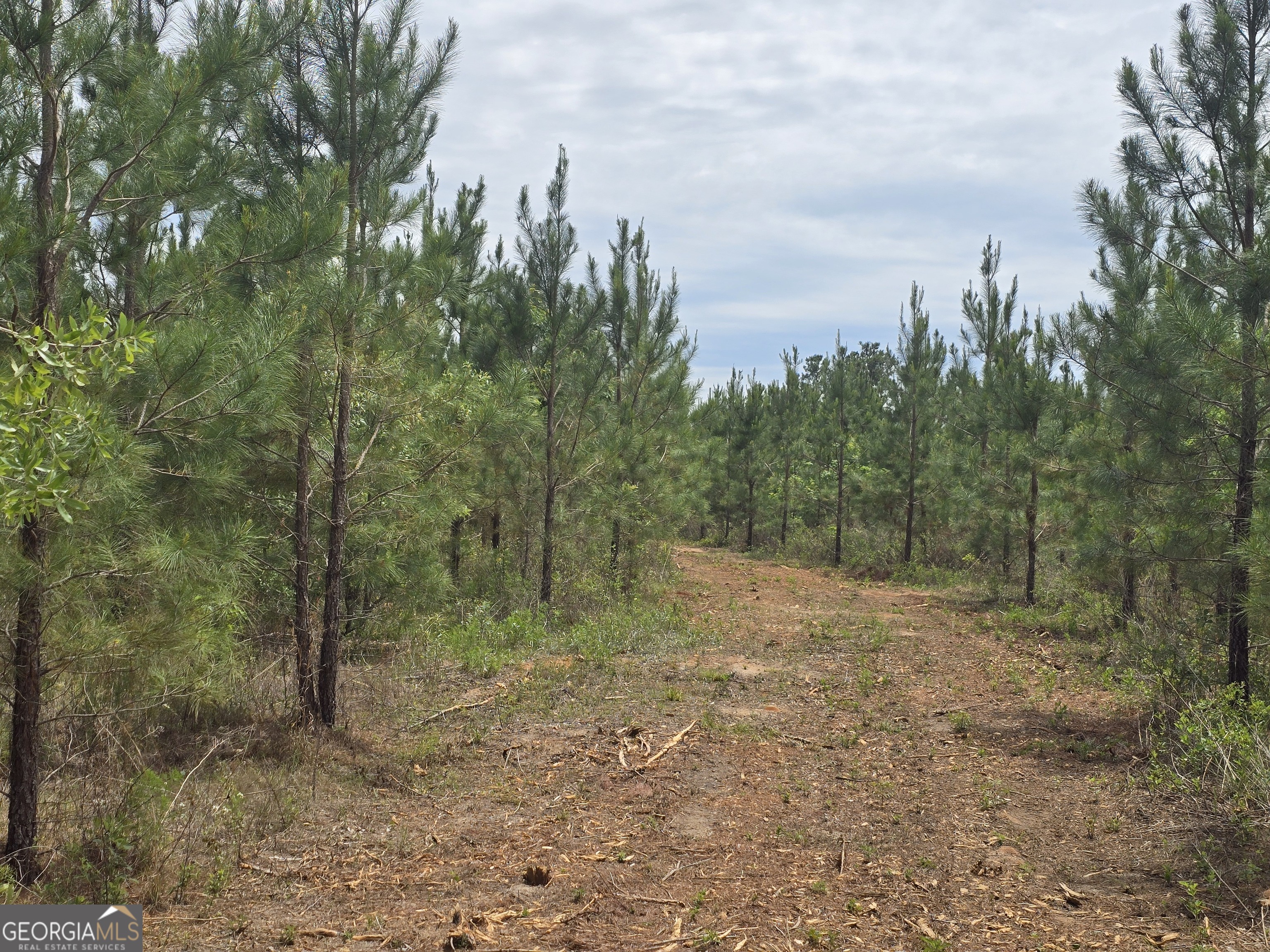 35 Beckwith Road Ellaville, GA 31806 - Photo 5 of 6 a view of a forest with trees in the background