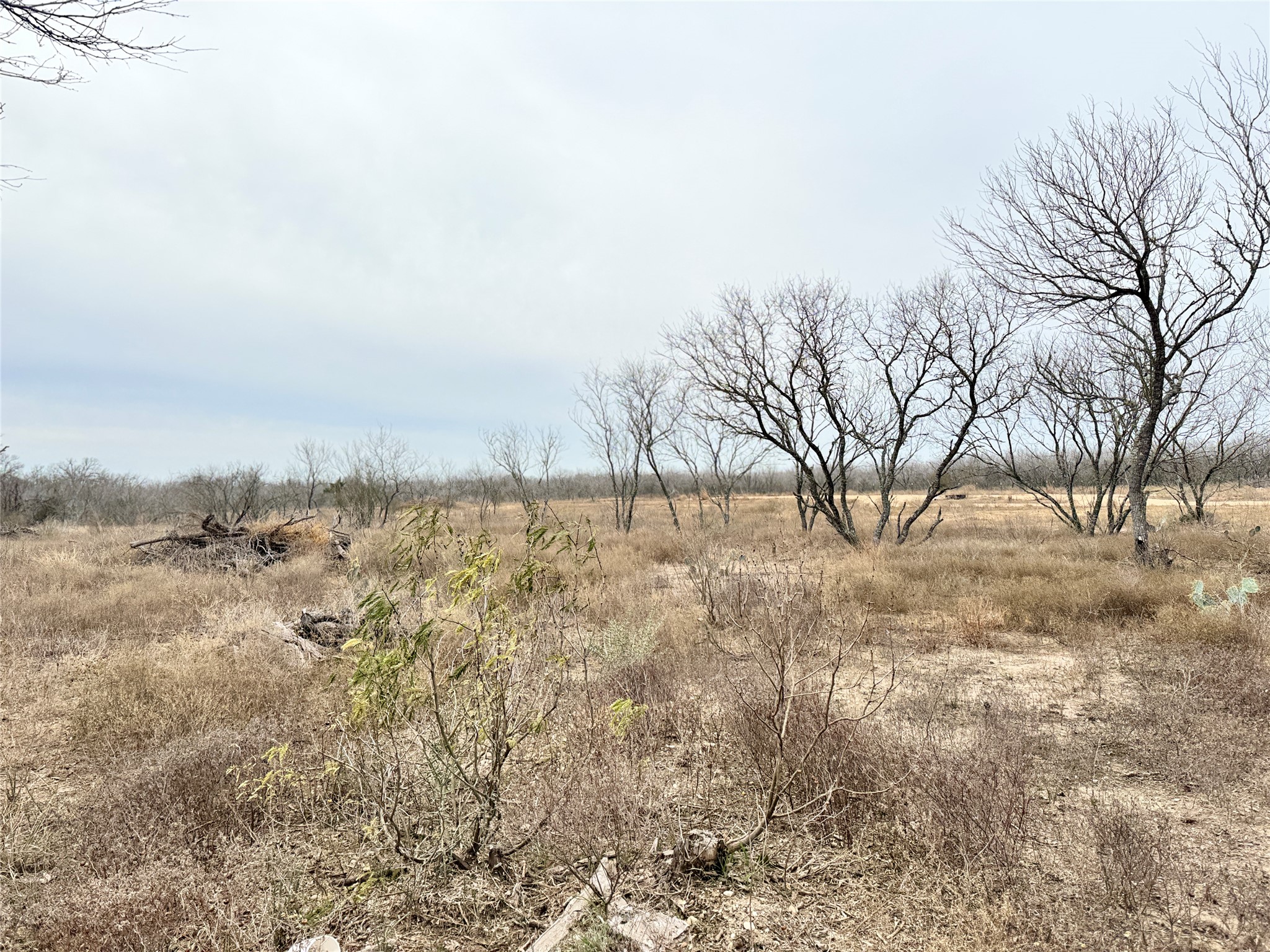 1505 Barth Road Dale, TX 78616 - Photo 5 of 6 a view of a yard with trees
