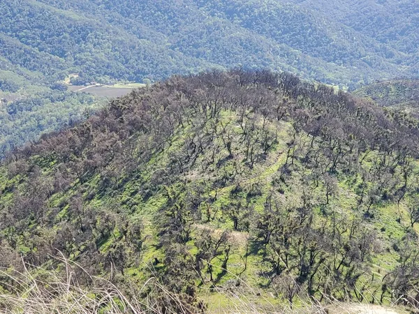 a view of a dry yard
