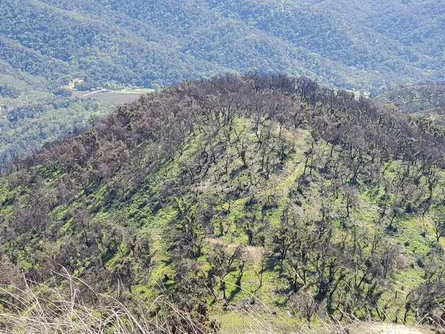 a view of a dry yard