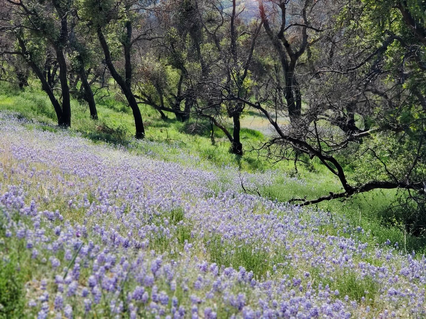 0 Cachagua Road Carmel Valley, CA 93924 - Photo 5 of 14 a view of a yard with a tree