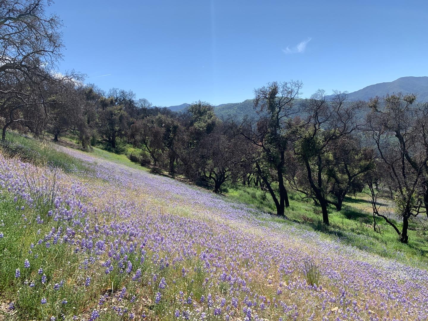 0 Cachagua Road Carmel Valley, CA 93924 - Photo 6 of 14 a view of a road with mountains in the background