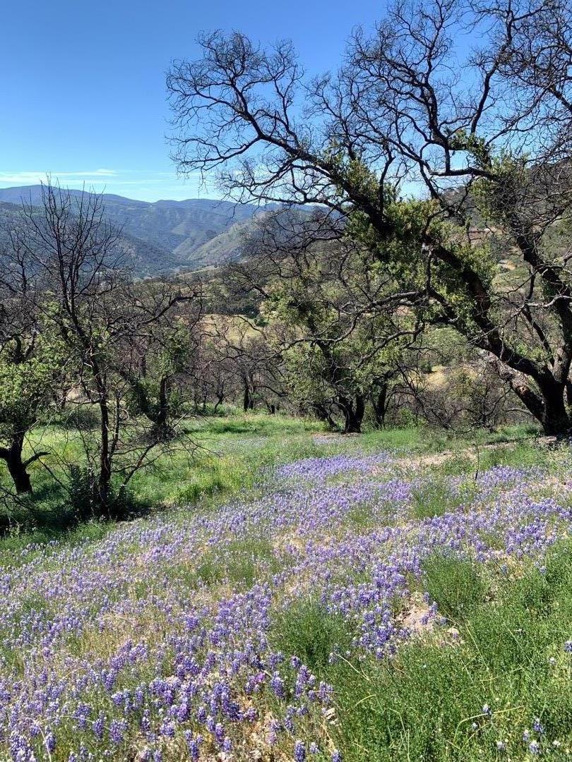 0 Cachagua Road Carmel Valley, CA 93924 - Photo 8 of 14 a view of a yard with an tree