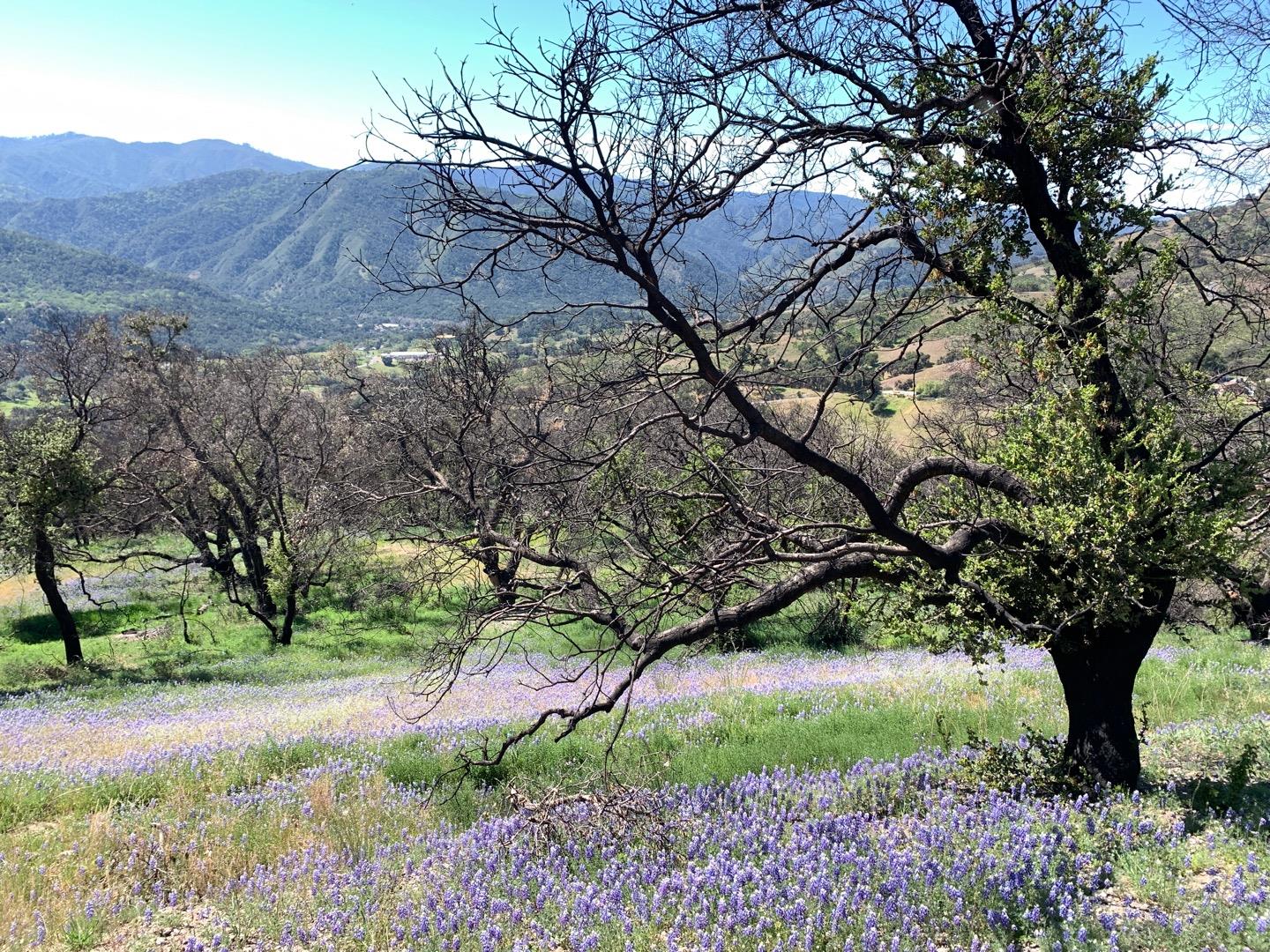 0 Cachagua Road Carmel Valley, CA 93924 - Photo 10 of 14 a view of a back yard