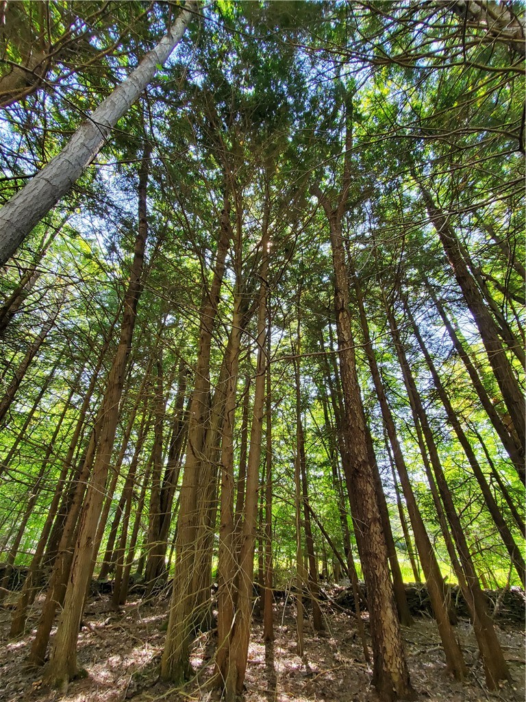 Lot 10 Bull Hill Road Gilboa, NY 12076 - Photo 18 of 31