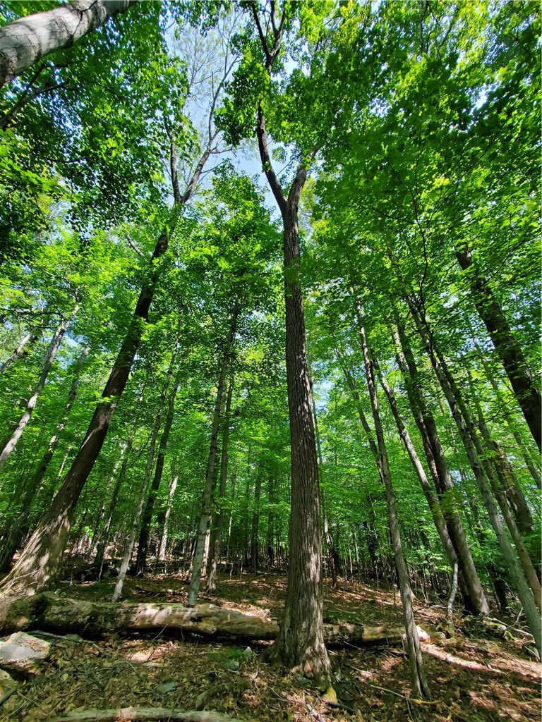 Lot 10 Bull Hill Road Gilboa, NY 12076 - Photo 20 of 31