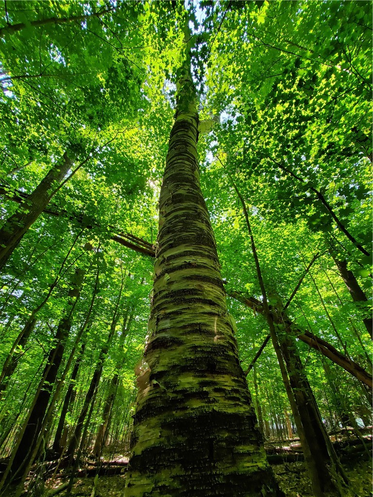 Lot 10 Bull Hill Road Gilboa, NY 12076 - Photo 24 of 31