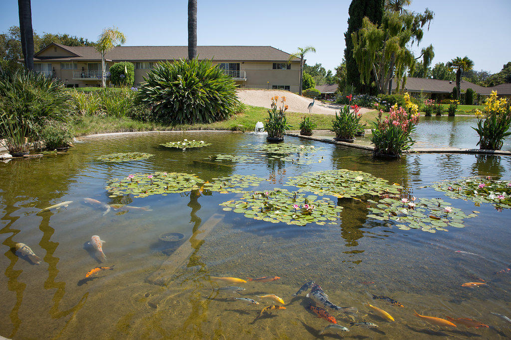 5940 Encina Road, Unit 6 Goleta, CA 93117 - Photo 17 of 20 Community Koi Pond
