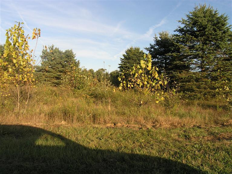 0 Pleasant Lake Road Manchester, MI 48158 - Photo 5 of 7 Photo 5