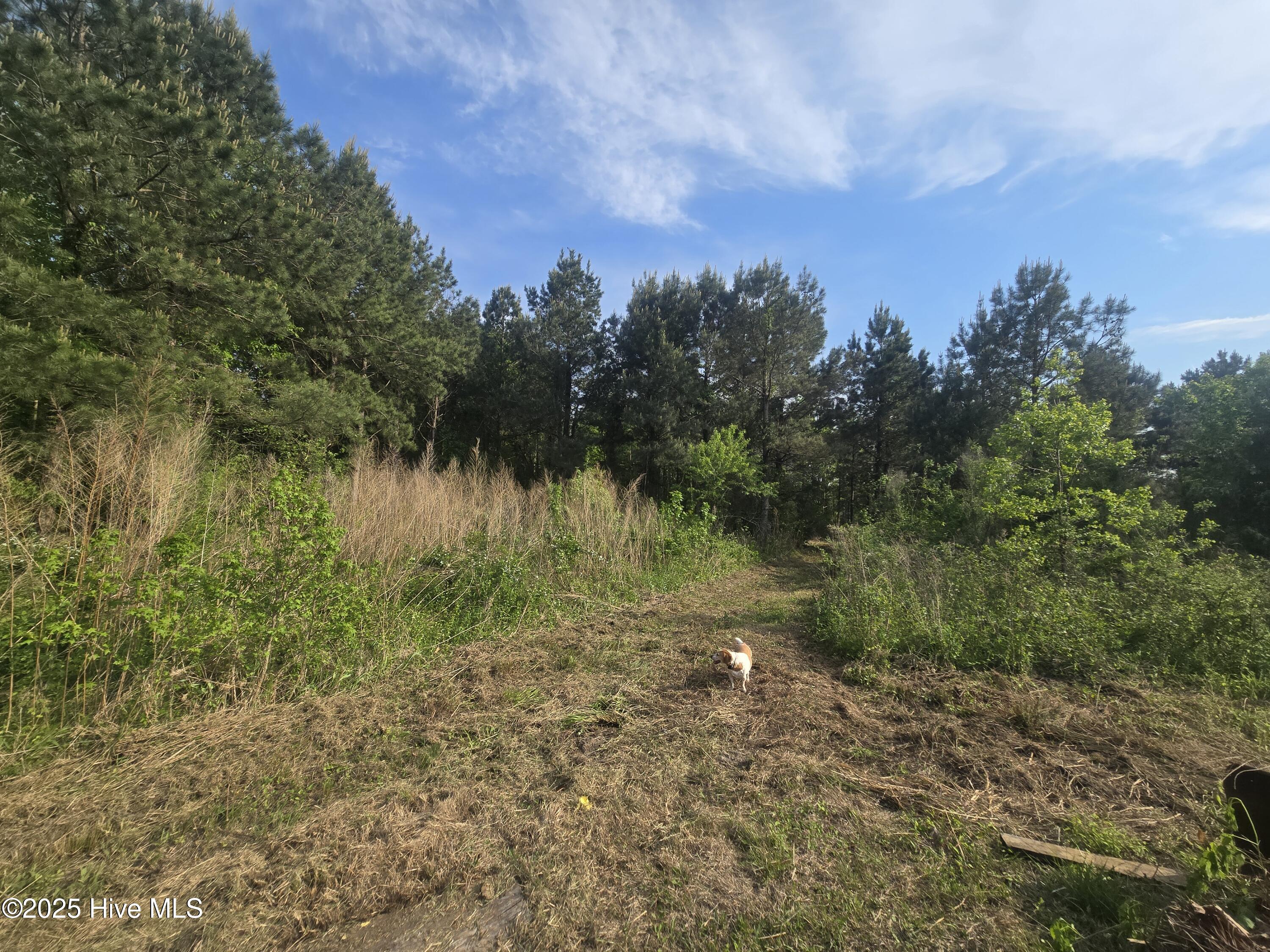 5 Keys Cross Road Hobbsville, NC 27946 - Photo 3 of 42 dog heaven!