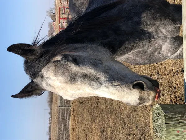 $405,000 | 1985 North 670 East Road, Gilman, IL 60938