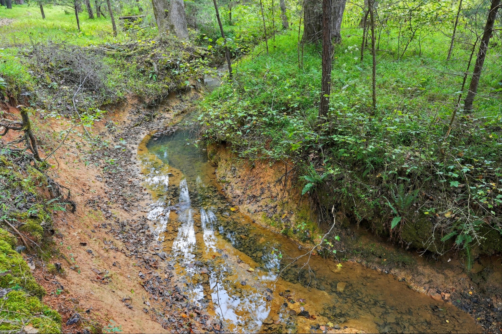 0 Jenkins Road Sparta, TN 38583 - Photo 21 of 32 a view of a yard with large trees