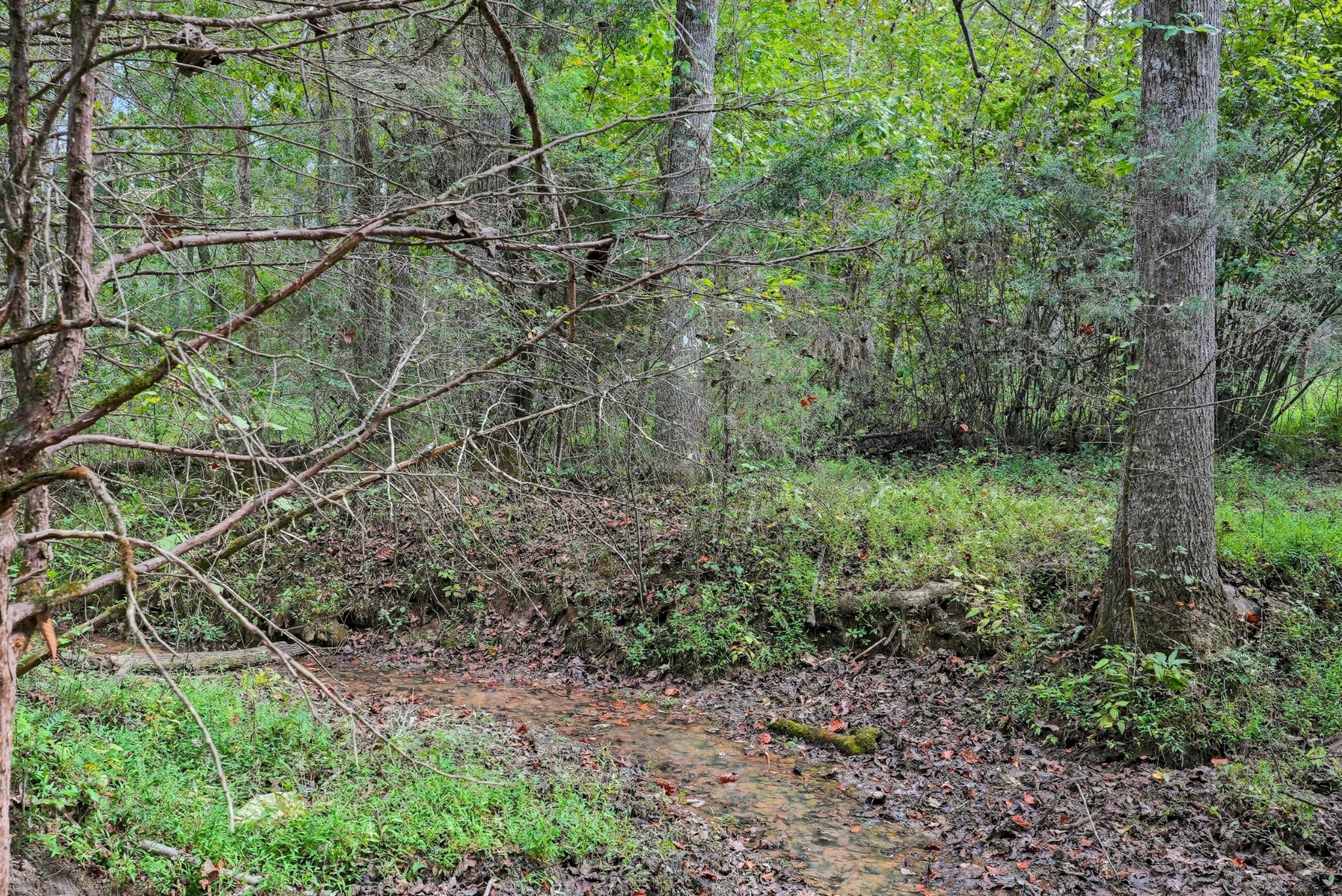 0 Jenkins Road Sparta, TN 38583 - Photo 22 of 32 a view of a lush green forest