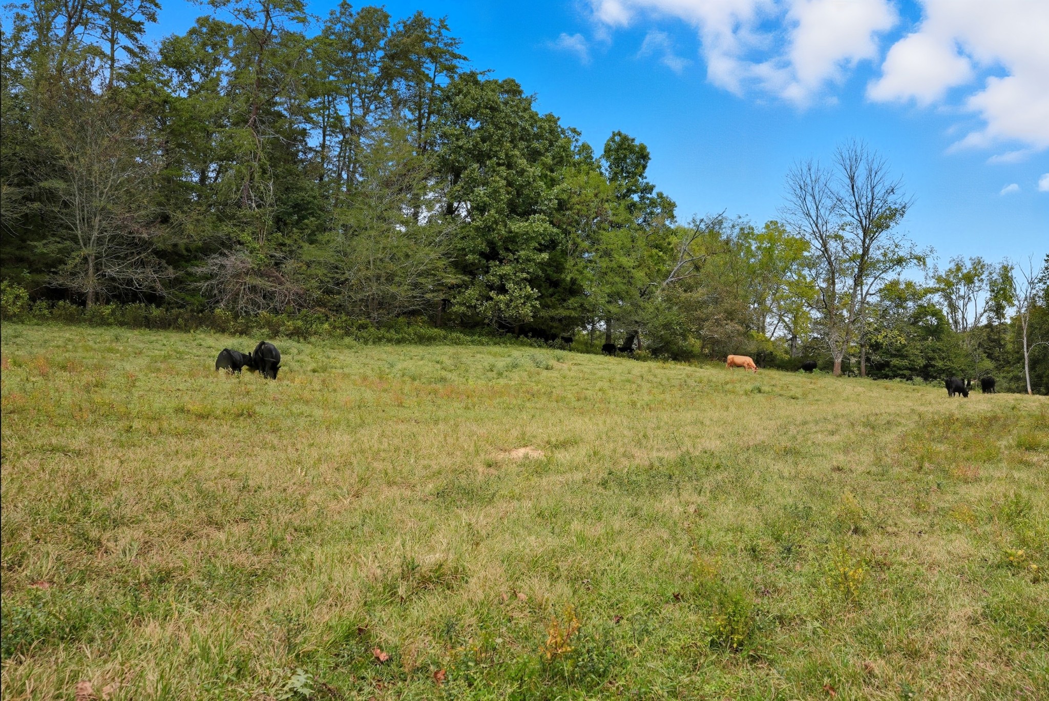 0 Jenkins Road Sparta, TN 38583 - Photo 23 of 32 a view of yard with large trees