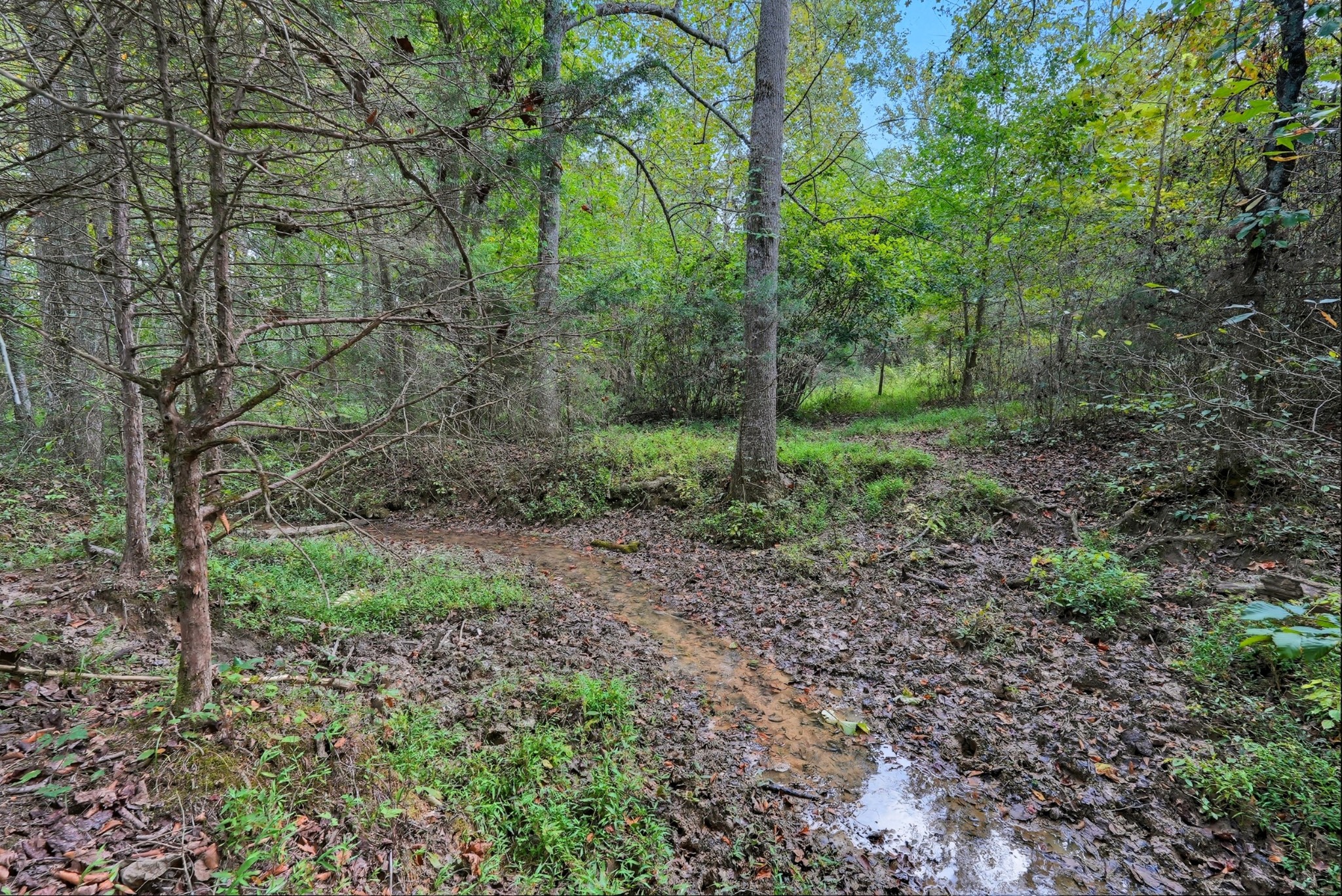 0 Jenkins Road Sparta, TN 38583 - Photo 24 of 32 a view of a large yard with lots of green space