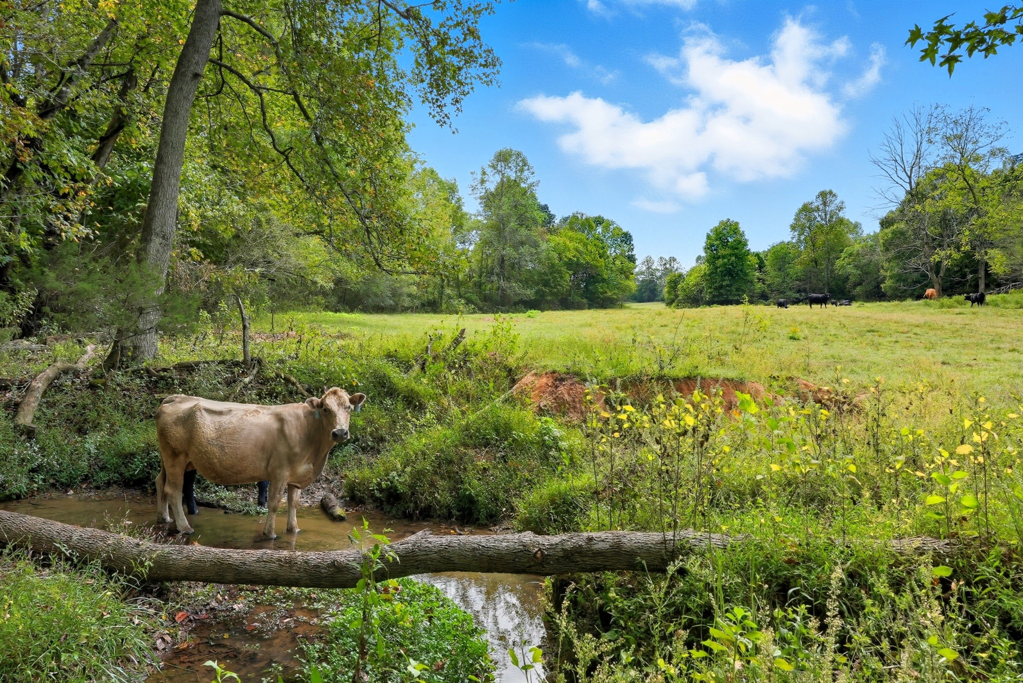 0 Jenkins Road Sparta, TN 38583 - Photo 26 of 32 a view of a lake with a big yard and potted plants