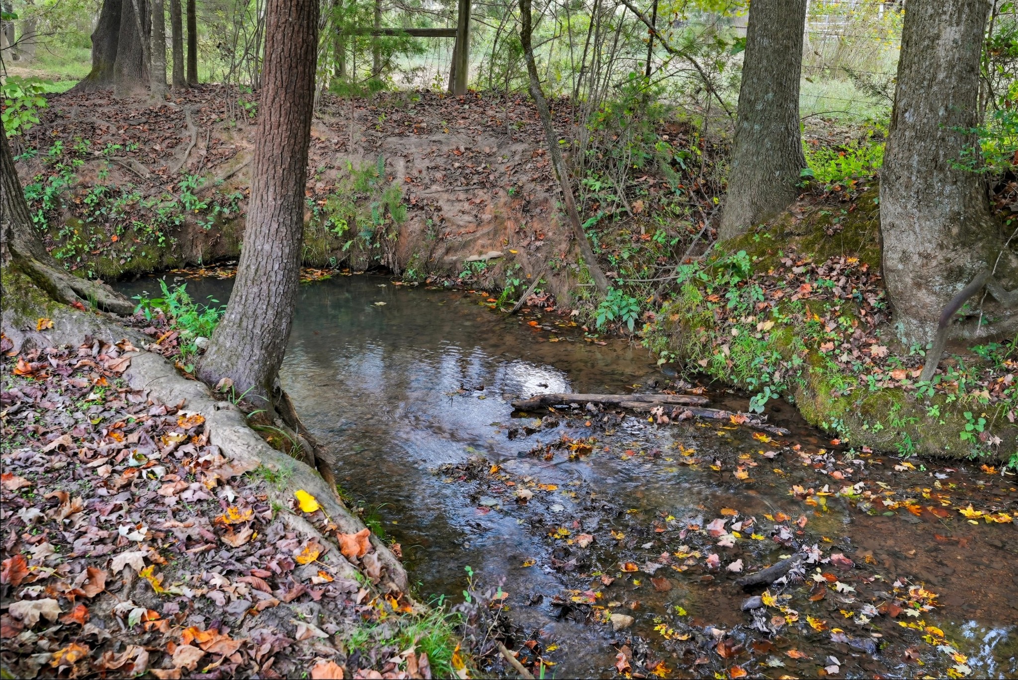 0 Jenkins Road Sparta, TN 38583 - Photo 27 of 32 a view of a water pond with lots of trees
