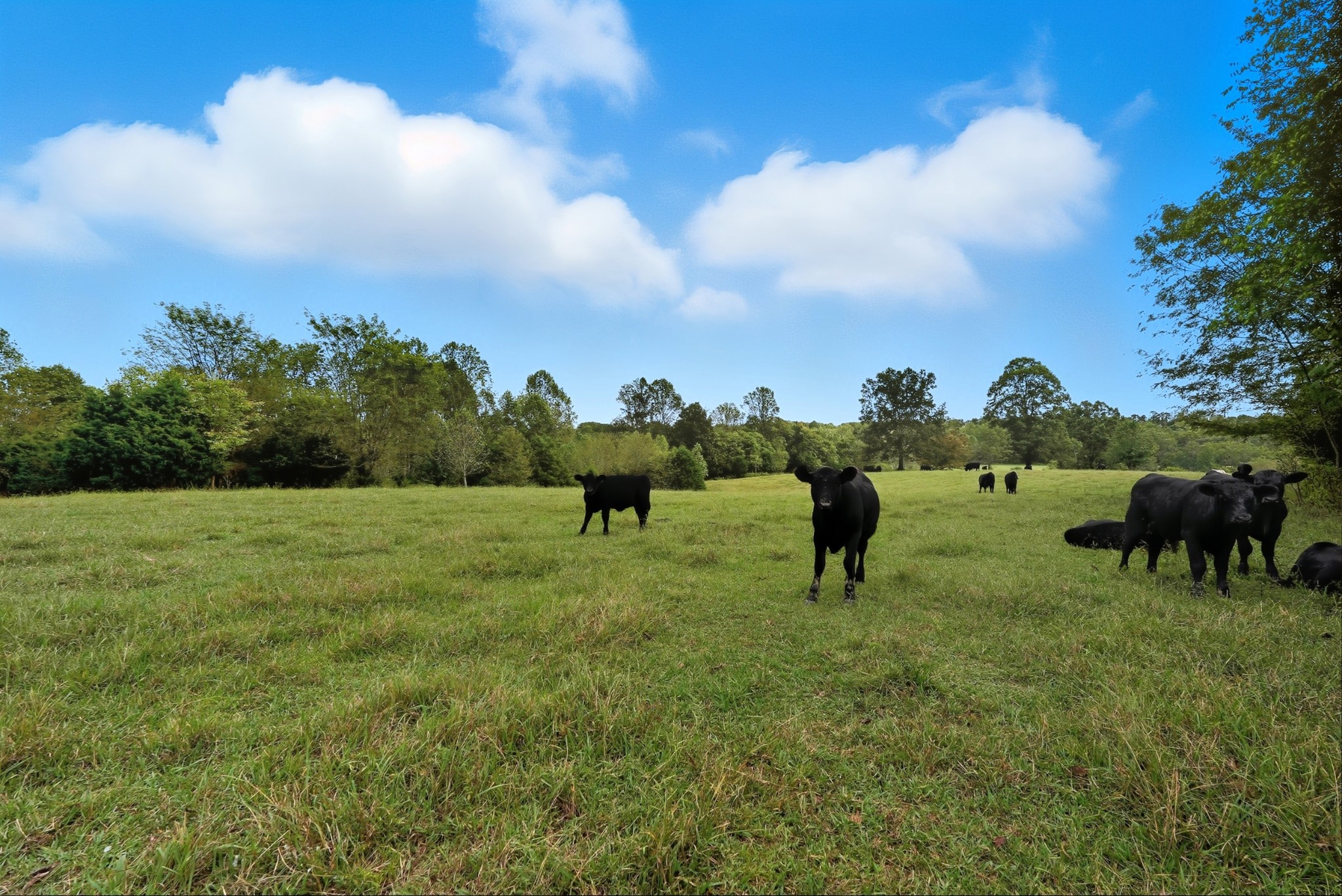 0 Jenkins Road Sparta, TN 38583 - Photo 28 of 32 a view of a garden