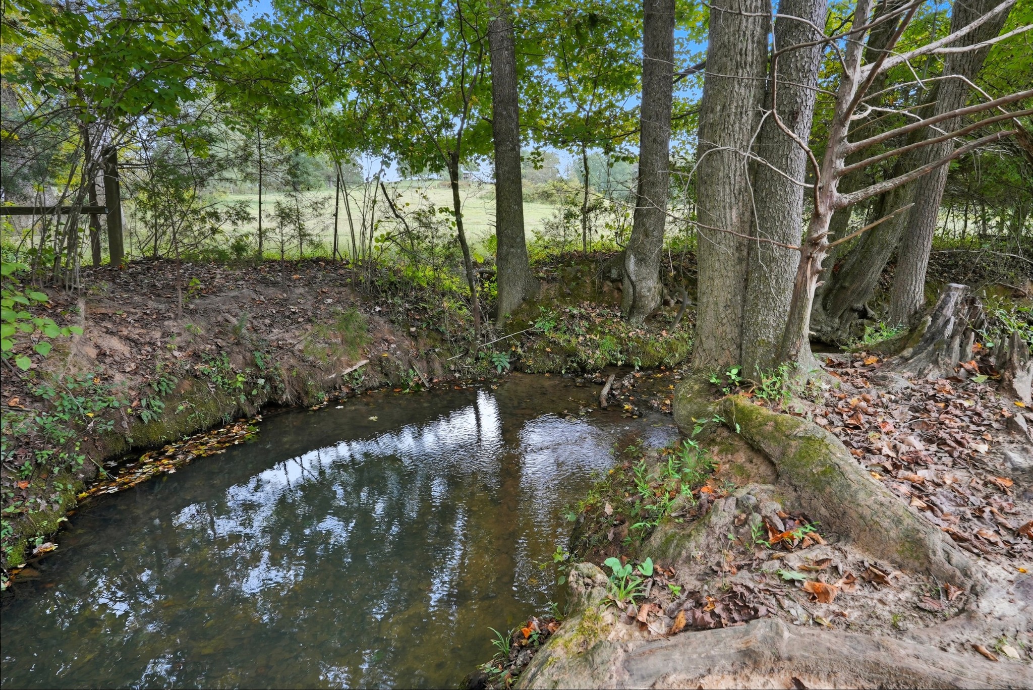 0 Jenkins Road Sparta, TN 38583 - Photo 29 of 32 a view of a garden with a tree