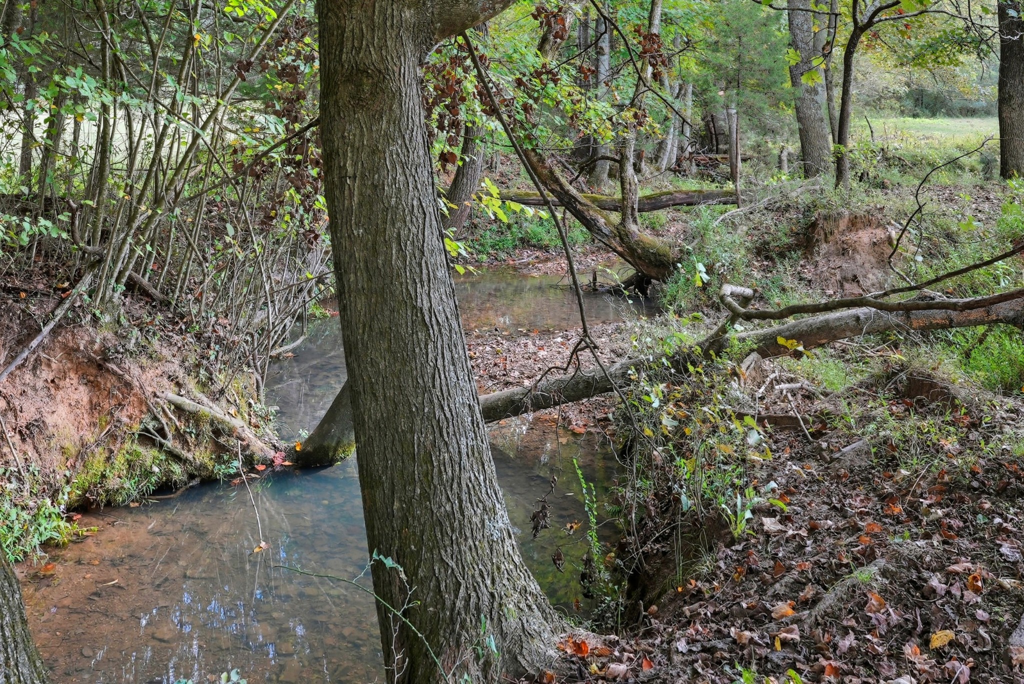 0 Jenkins Road Sparta, TN 38583 - Photo 32 of 32 a view of a yard