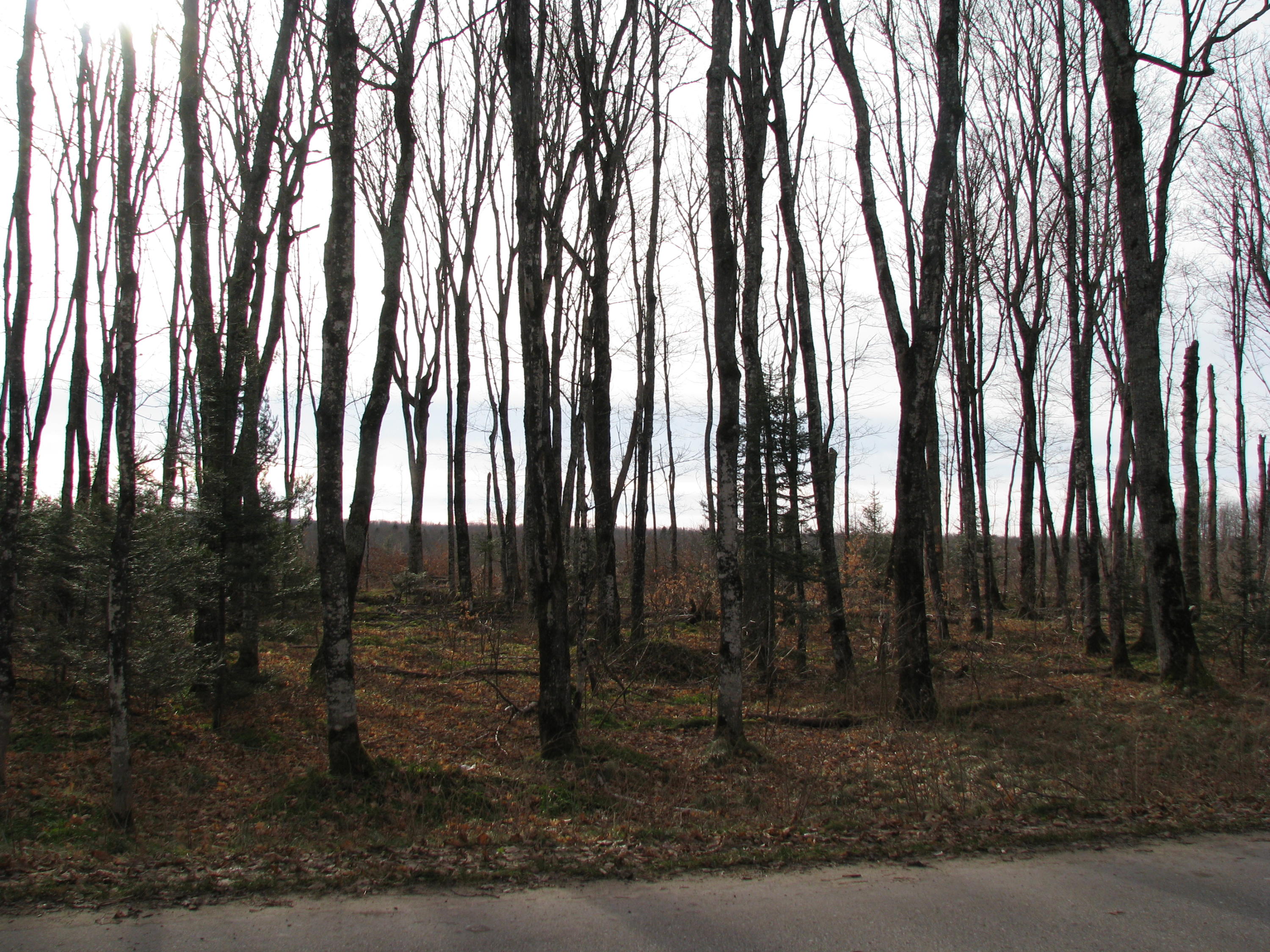 Tbd Tbd Co Road Seney, MI 49883 - Photo 4 of 6 Gallery Image 4